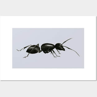 A Lovely Ant Posters and Art